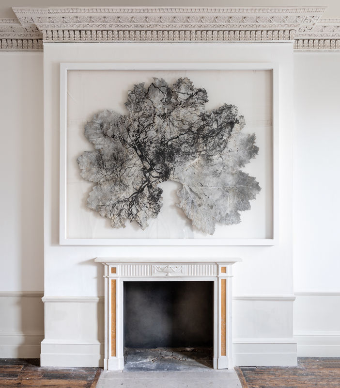 Leaf V (2020), Silver gelatin print on Gunnera Manicata leaf, 220 x 260 cm (framed).