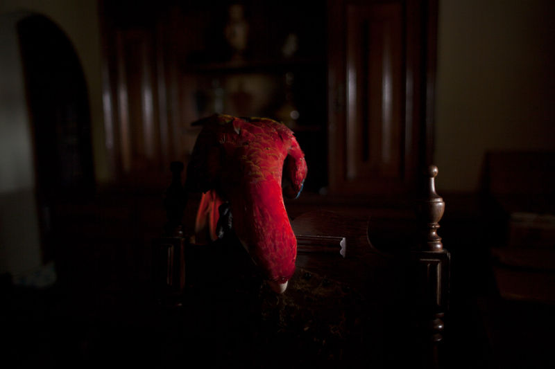 João Castilho Arara Vermelha I, 2015 Impressão a jato de tinta 100 x 150 cm Série: Zoo