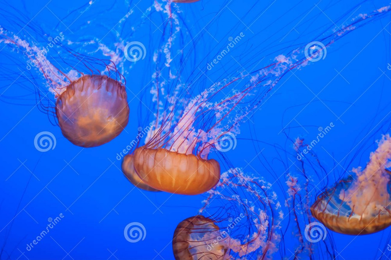 Keren Cytter : Ocean