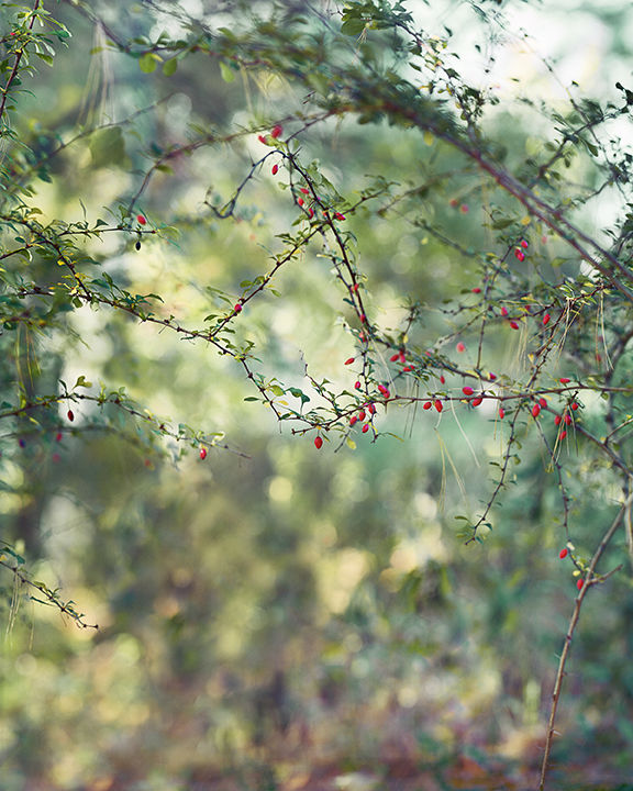 Janelle Lynch Denver Art Museum Acquisition