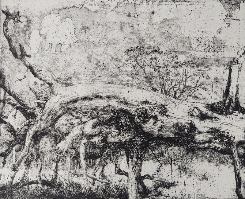 Brian D Hodgson In Remnants of Old Caledonian Forest