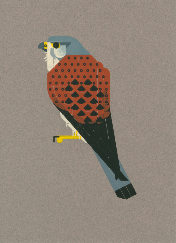 Roy Scholten Common Kestrel