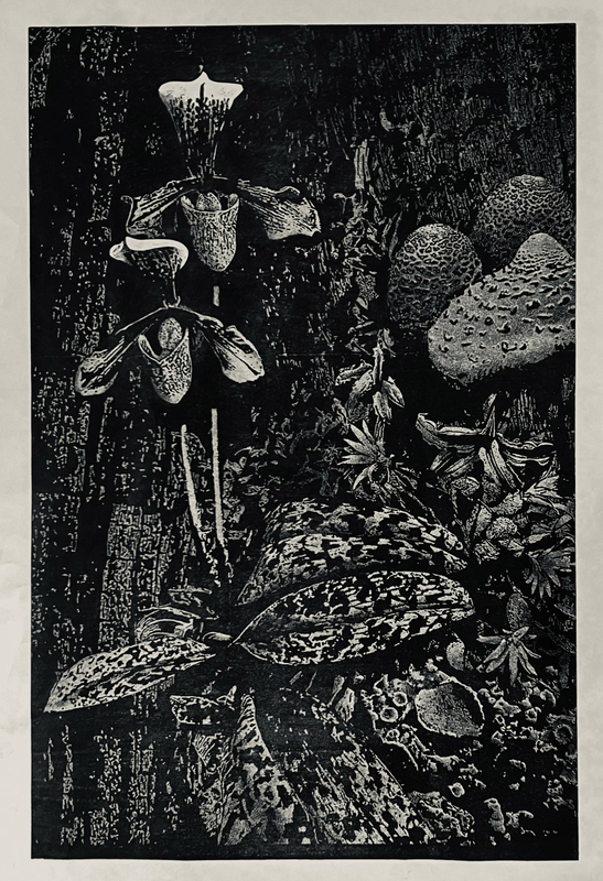 Sue Wyllie Paphionoctis Umbra