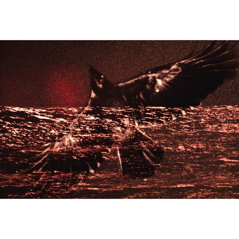 鸦·梦游飞行, 1980，Ravens, Noctambulant Flight，深濑昌久 Masahisa Fukase