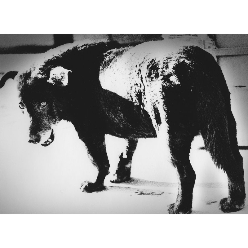 猎人系列 Hunter，1972，森山大道 Daido Moriyama