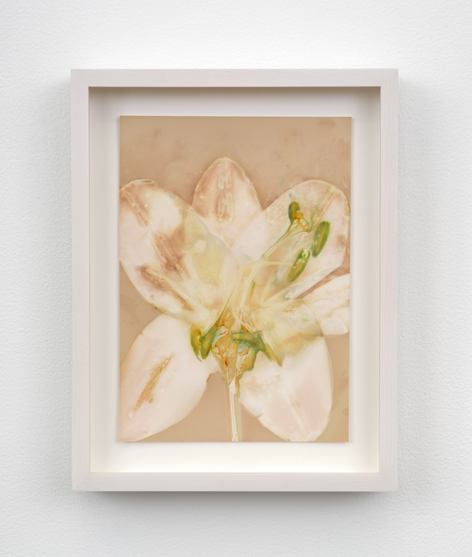 Lily Kwong, "Rain Lily", 2024, expired Ilford photo paper, 7 x 5 in (17.8 x 12.7 cm), framed: 8 1/2 x 6 1/2 in (21.6 x 16.5 cm)