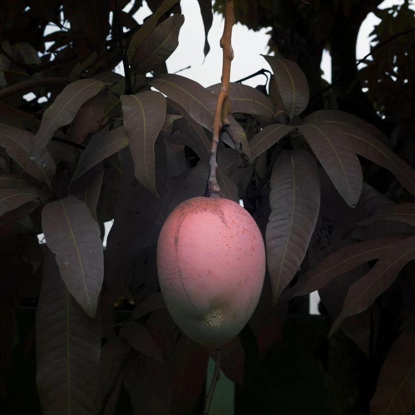 Léonard Pongo, 'Primordial Earth', solo show at BOZAR, Brussels