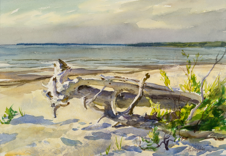 Driftwood on Beach - Bois flotté sur la plage