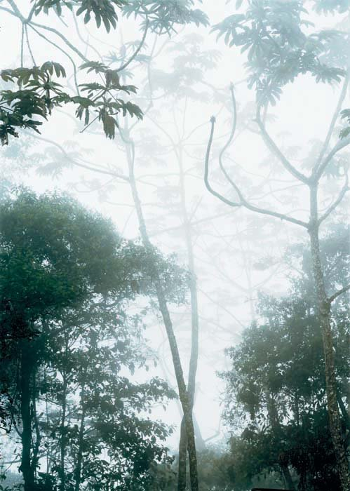 <strong>Axel Hütte</strong>, <em>Henry Pittier - 1</em>, 2007