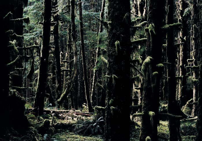 <strong>Axel Hütte</strong>, <em>Hoh Rain Forest - 2, USA</em>, 2007