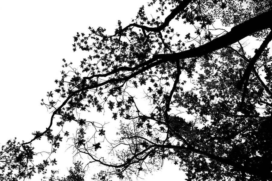 <p>Rendering of Branches by Simon Heijdens, 2010</p>