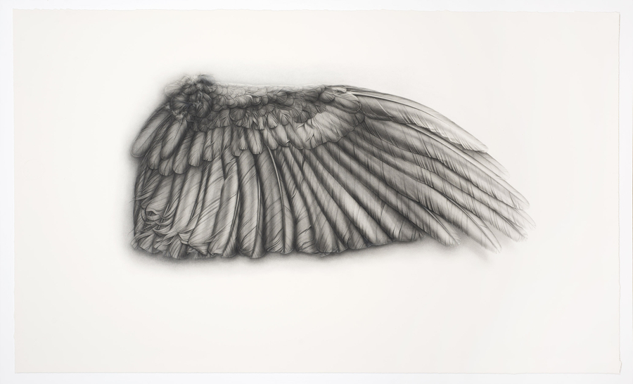 <p>Grey Wing   </p><p>2009</p><p>Conté, pencil, ink and gouache on paper</p><p>130 x 220 cm</p>