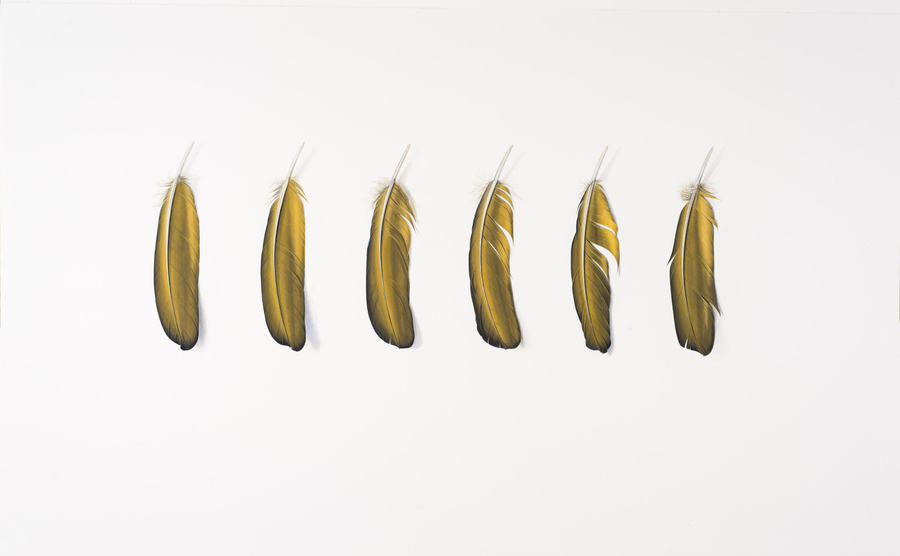 <p>Six Yellow Feathers   </p><p>2016</p><p>Gouache on paper</p><p>56 x 80 cm</p>