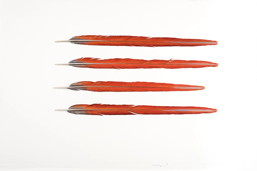 <p>Four Red Feathers   </p><p>2017</p><p>Gouache on paper</p><p>58 x 93 cm</p>