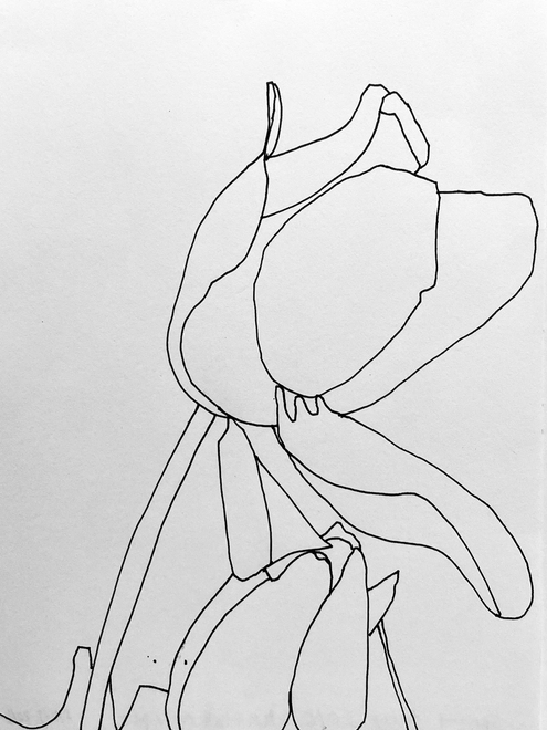 Sarah Armstrong-Jones, Spring Tulip, 2016, Pen and ink on paper, 22 x 16cm