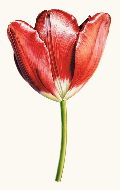 Rory McEwen, Helen Josephine, watercolour on vellum