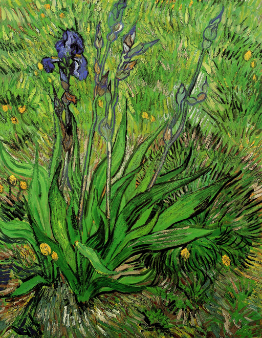 Vincent Van Gogh, Iris, now in the collection of the National Gallery of Canada