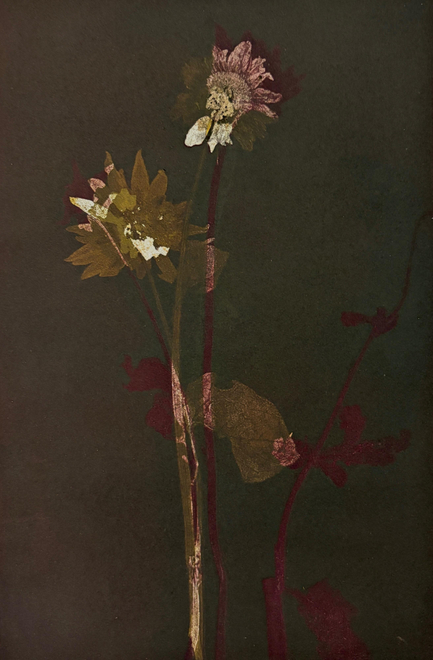 Charlotte Price  Rococo 2