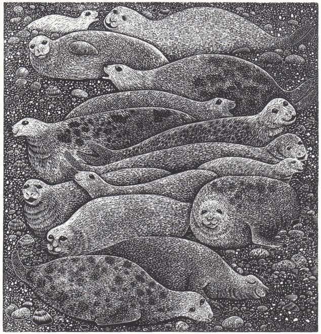 Seals, wood engraving