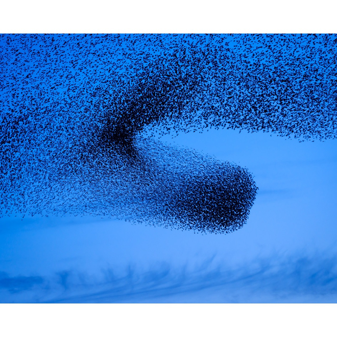 《喃喃VIII》, 约翰内斯·博斯格拉  2020Murmurations VIII, Johannes Bosgra, 2020