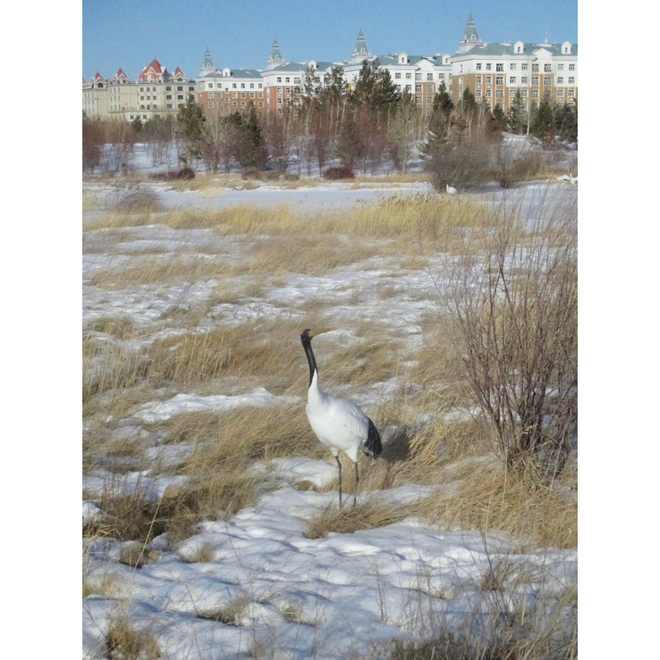 2023年1月，内蒙古满洲里，雪中的仙鹤雕塑  January 2023, Manzhouli, Inner Mongolia A crane sculpture in the snow