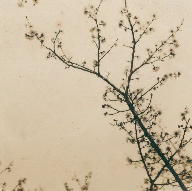 骆伯年作品受评“镜头得来神，秘远胜笔端”, 1935年。明胶卤化银，6 x 6 厘米。图片鸣谢骆伯年艺术基金会和三影堂+3画廊  Luo Bonian's work was praised as 