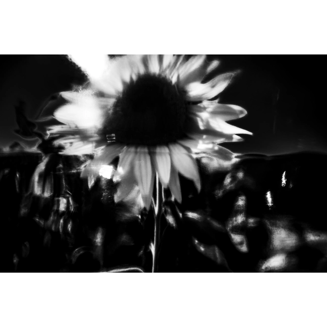 吴楠，向日葵  WUNAN，Turnsole