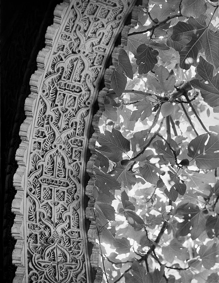 Edwin Smith, Arch and tree