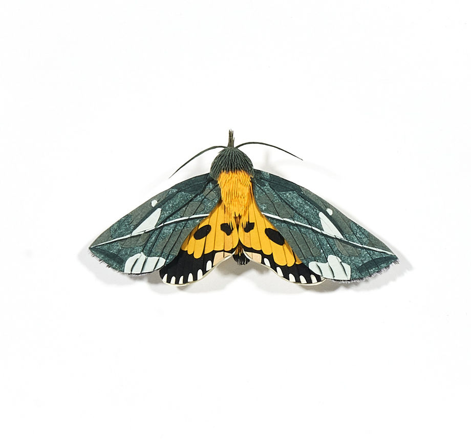 Nibha Sikander, Moth Series 3, 2019