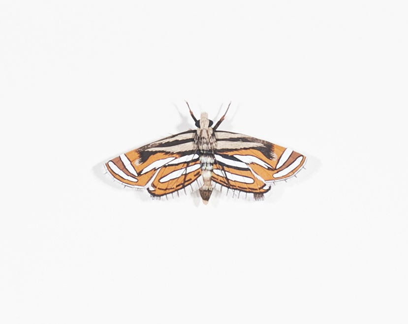 Nibha Sikander, Moth, Series 4, 2019