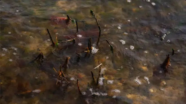 peter campus in NATURE/UTOPIA: Art Between Ecology, Reuse and the Future