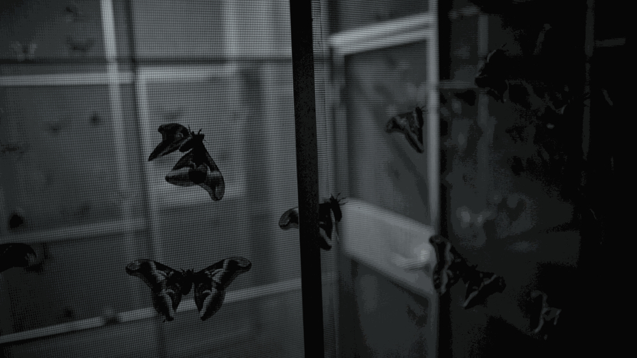 Giorgio Andreotta Calò, When it's almost dark