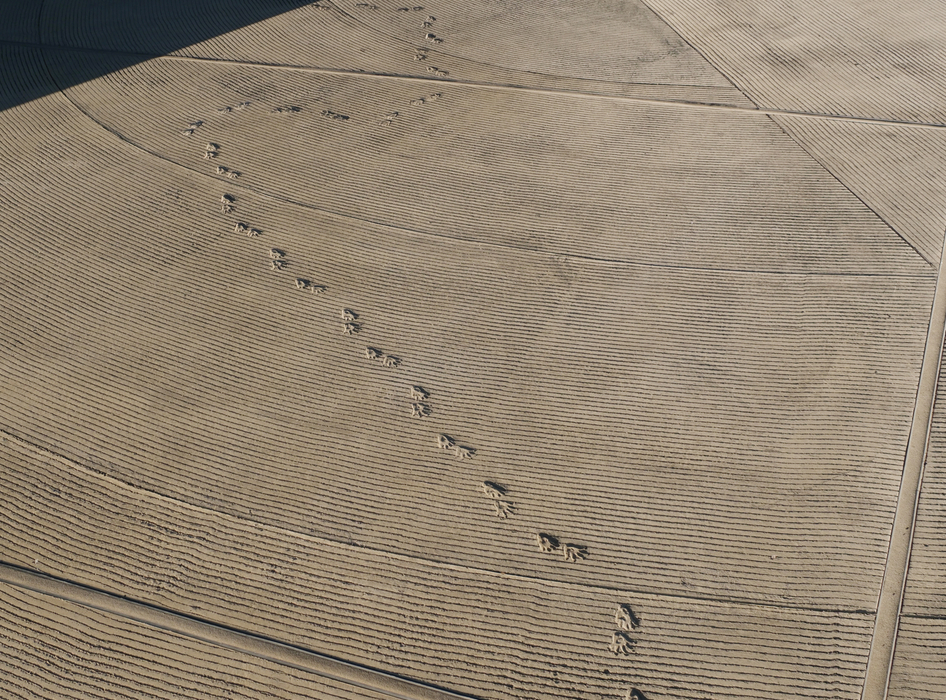 mariana castillo deball: serpent disappearances