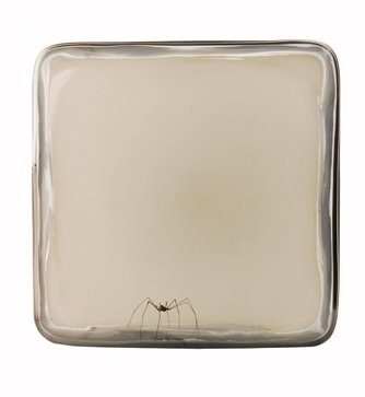 Module A Small Clear with Mosquito, 2010