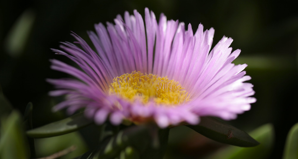 Fotology Festival 2013 GERONIMO PARK, SUSSEX 18 MAY - 25 AUGUST 2013