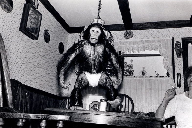 Robin Schwartz, Maria. Chimpanzee, female, 2 years old., 1988