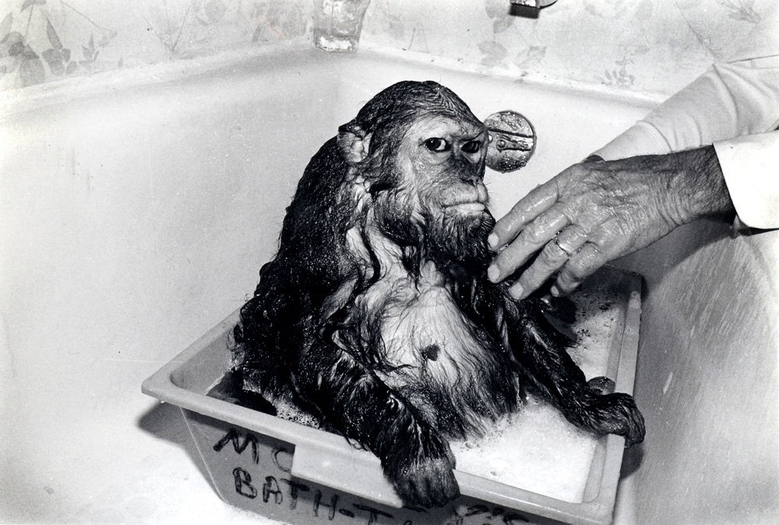 Robin Schwartz, Libby, stump-tailed macaque, female, 13 years old, 1989