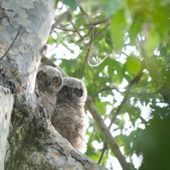 Lisa Eisner, Owl Brothers, 2010