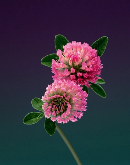 Erwan Frotin, Trifolium pratense, 2007