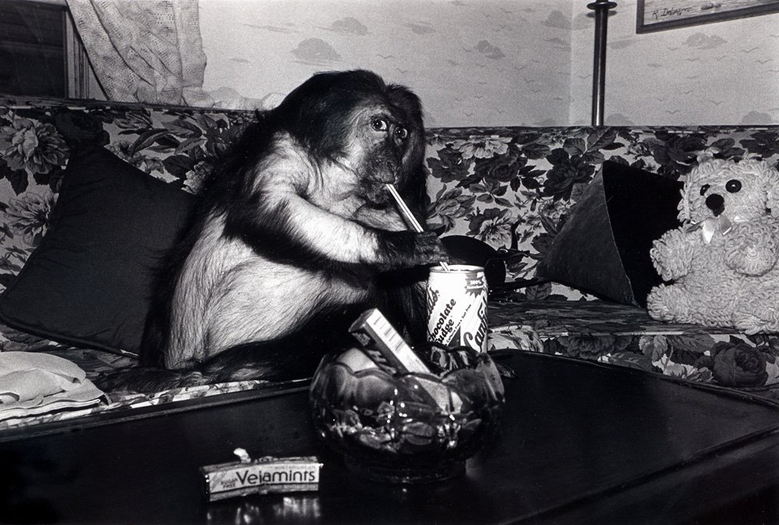 Robin Schwartz, Minnie. Stump-tailed macaque, female, 13 years old., 1989