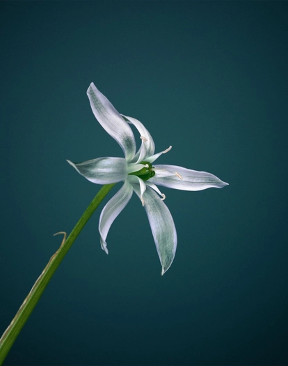 Erwan Frotin, Ornitogalum umbellatum, 2007