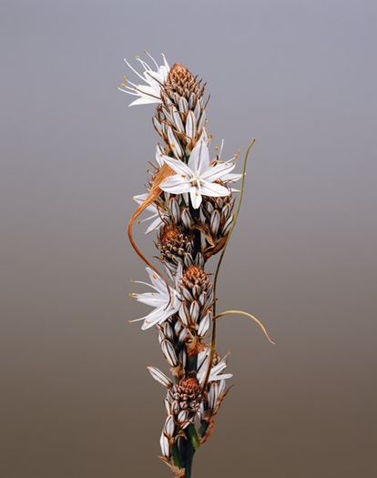 Erwan Frotin, Asphodelus ramosus, 2007