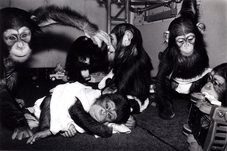 Robin Schwartz, Nursery: Josh, Hermione, Alexis, Rene, and Ewok. Chimpanzees, all under 1 year old., 1988