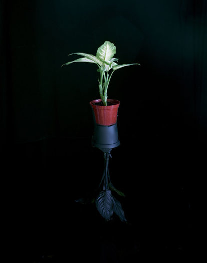 Anthony Lepore, Plant Mirror, 2012