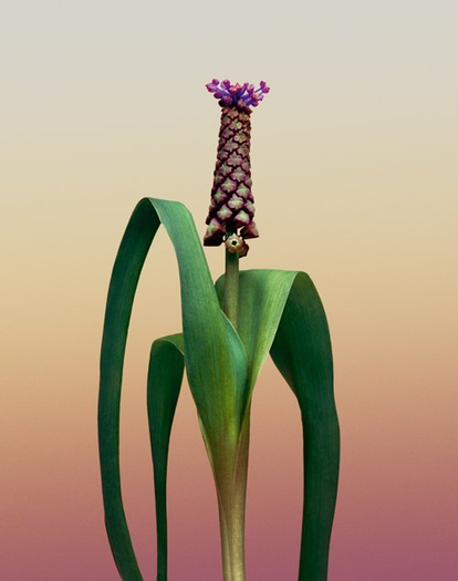 Erwan Frotin, Muscari comosum 2, 2007