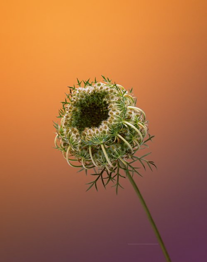 Erwan Frotin, Daucus carota, 2007