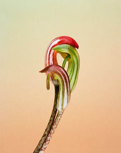 Erwan Frotin, Arisarum vulgare, 2007