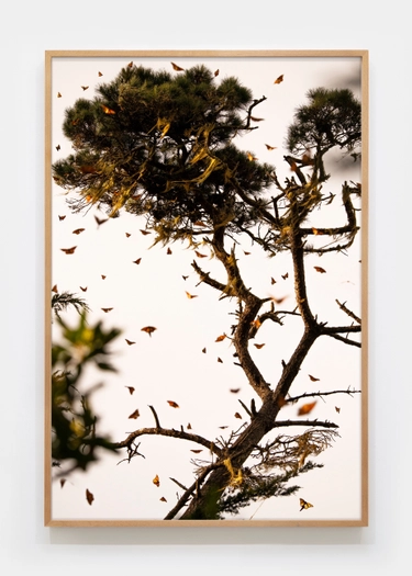 Matthew Porter, Last Butterflies V, 2025