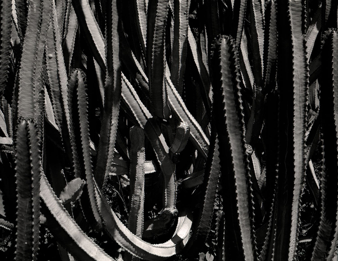 Whitney Hubbs, Untitled (Cacti), 2013