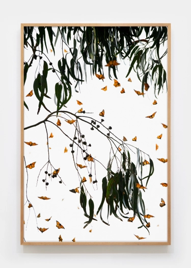 Matthew Porter, Last Butterflies II, 2025